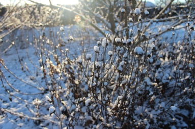snow-on-rudbeckia-black-eyed-susan-spent-flowers